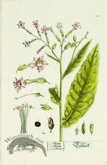 Blackwell German 185